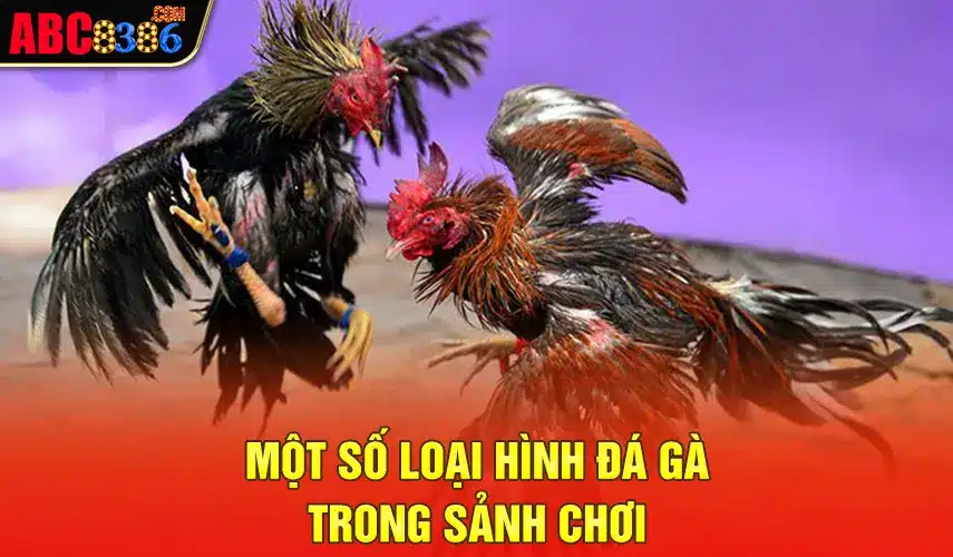 Một số loại hình đá gà trong sảnh chơi