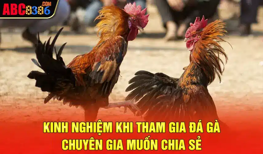 Kinh nghiệm Khi tham gia đá gà